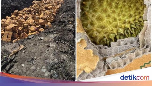 Duh! 60 Ton Durian Dikubur Gegara Mengandung Pewarna Kuning